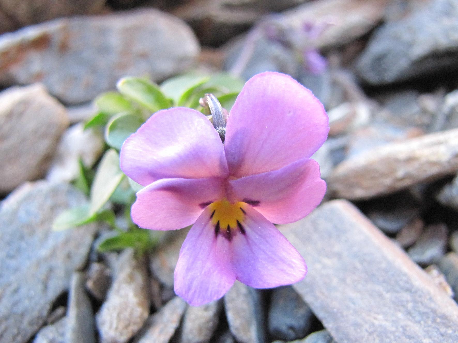Viola comollia  -  Viola di Comolli